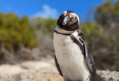 Boulders Beach: A Coastal Oasis for Penguin Encounters