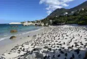 Boulders Beach: A Coastal Oasis for Penguin Encounters