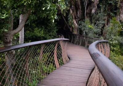 Kirstenbosch-Botanical-Gardens1