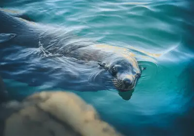 marine-life-walk