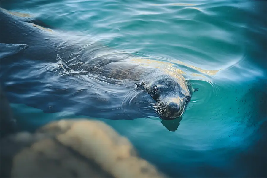 V&A Waterfront: Marine Wildlife Walk