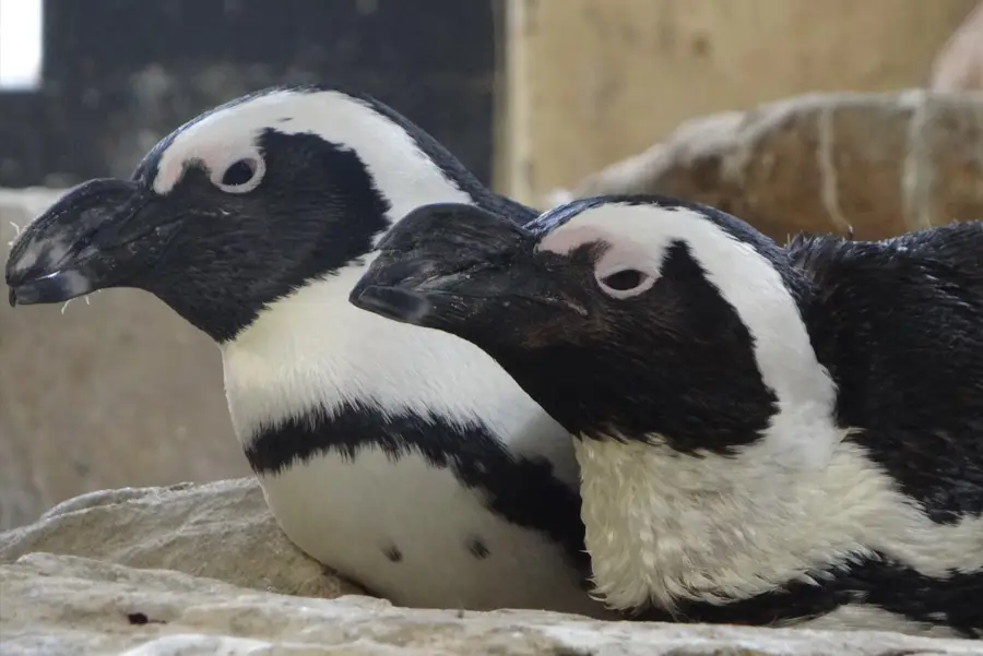 V&A Waterfront: Marine Wildlife Walk