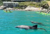Kayak Tours Hout Bay