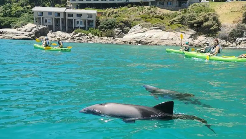 Kayak Tours Hout Bay