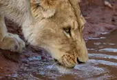 Aquila Private Game Reserve and Spa