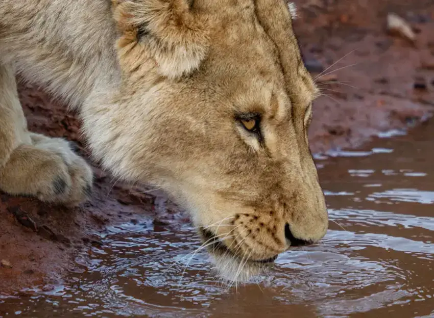 Aquila Private Game Reserve and Spa