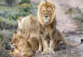 Aquila Private Game Reserve and Spa
