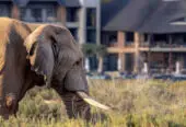 Aquila Private Game Reserve and Spa