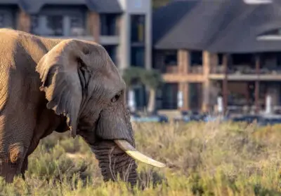 aquilla-game-reserve