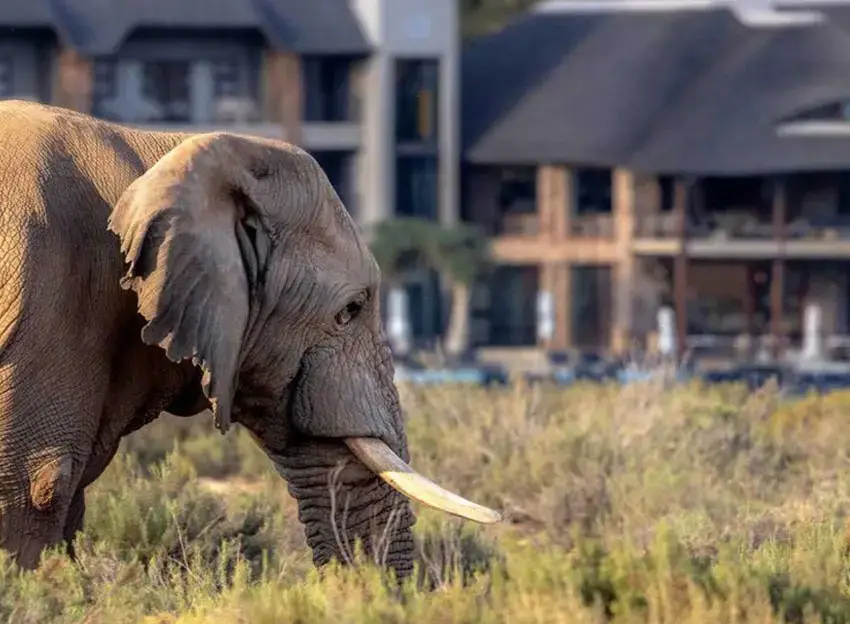 Aquila Private Game Reserve and Spa
