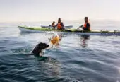 Cape Town Kayak Adventures