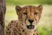 Cheetah Outreach