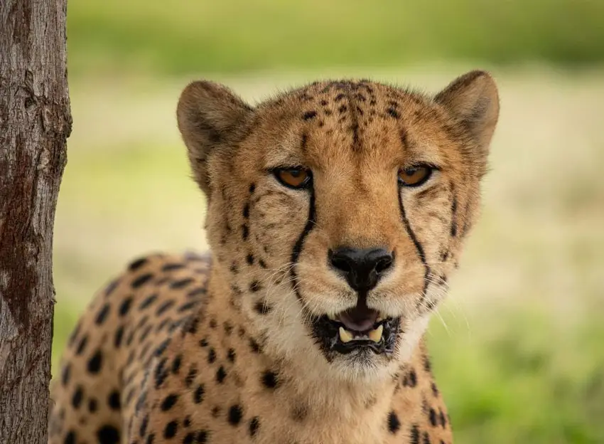 Cheetah Outreach