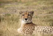 Cheetah Outreach