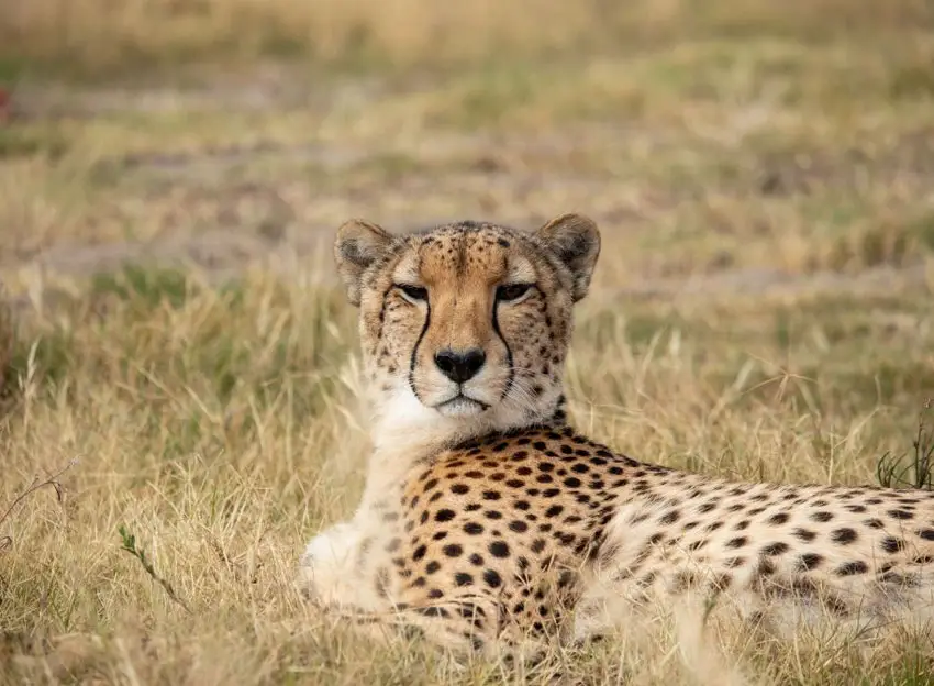 Cheetah Outreach