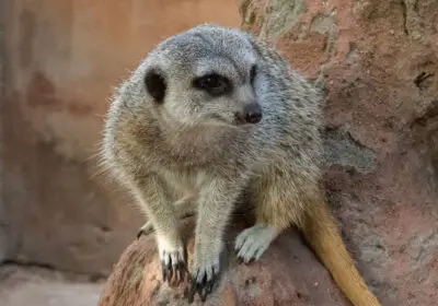 exotic-animal-world