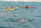 Dolphin Adventures Sea Kayaking