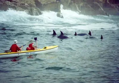 plett-dolphin-kayak2