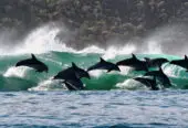 Dolphin Adventures Sea Kayaking