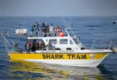 White Shark Projects – Gansbaai