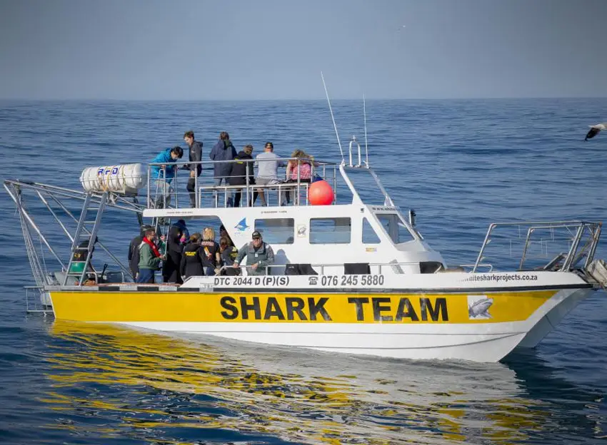 White Shark Projects – Gansbaai