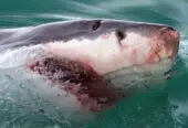 White Shark Projects – Gansbaai