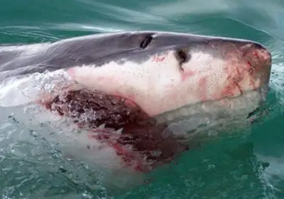 shark-cage-diving-gansbaai2