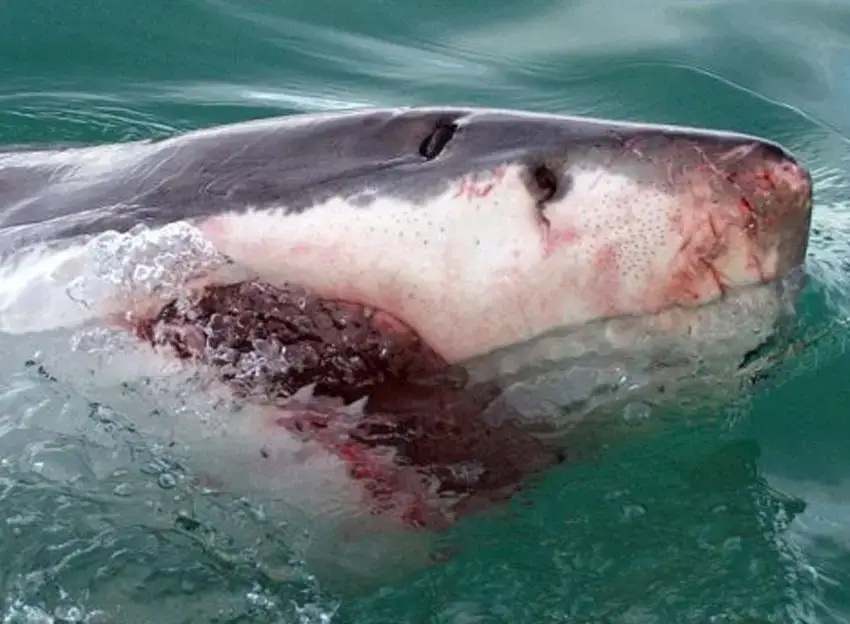 White Shark Projects – Gansbaai