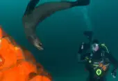 Shark Warrior Adventures