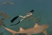 Shark Warrior Adventures