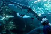 Two Oceans Aquarium