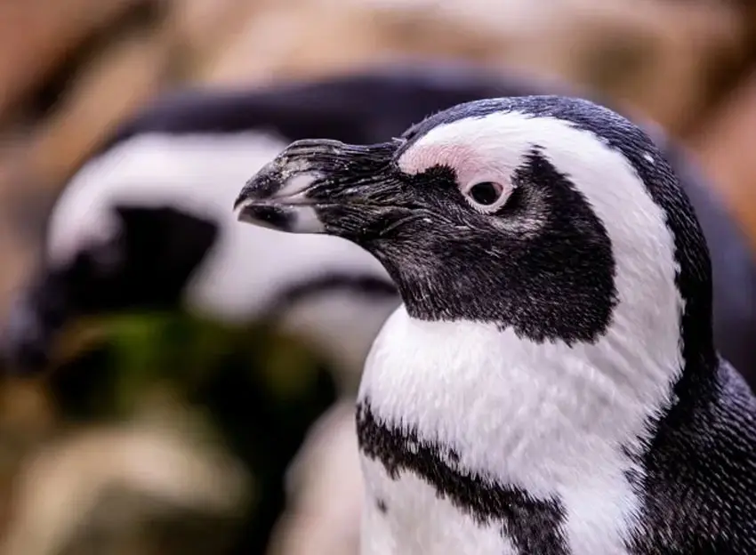 Two Oceans Aquarium