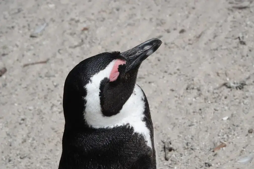 Penguin Paradise: Cape Peninsula Tour