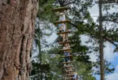 Acrobranch Garden Route – Treetop Fun!