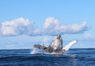 Humpback-Whale-Breaching_DyerIslandCruises