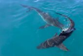 Shark Ocean Coast Eco-Adventures