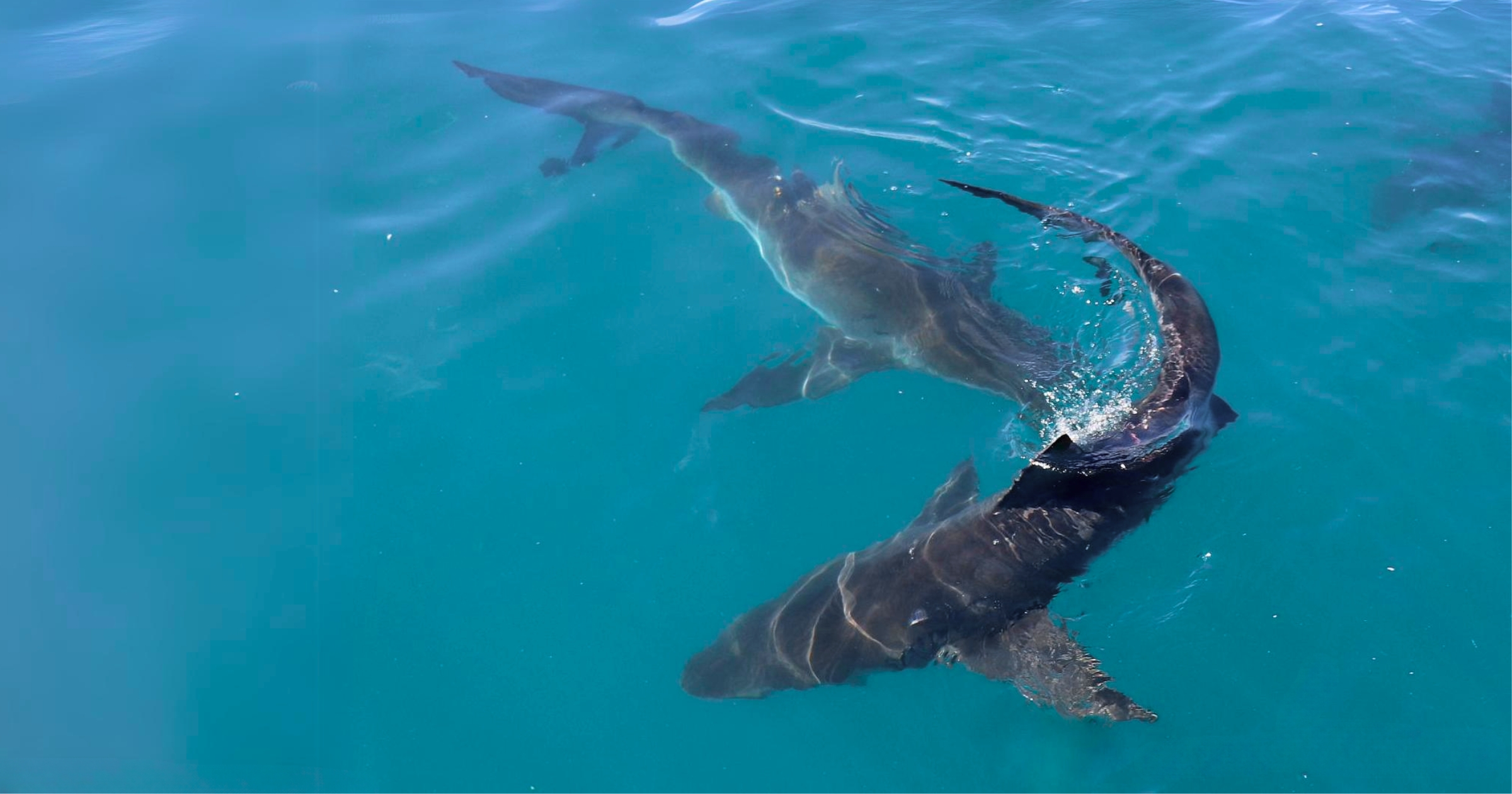 Shark Ocean Coast Eco-Adventures