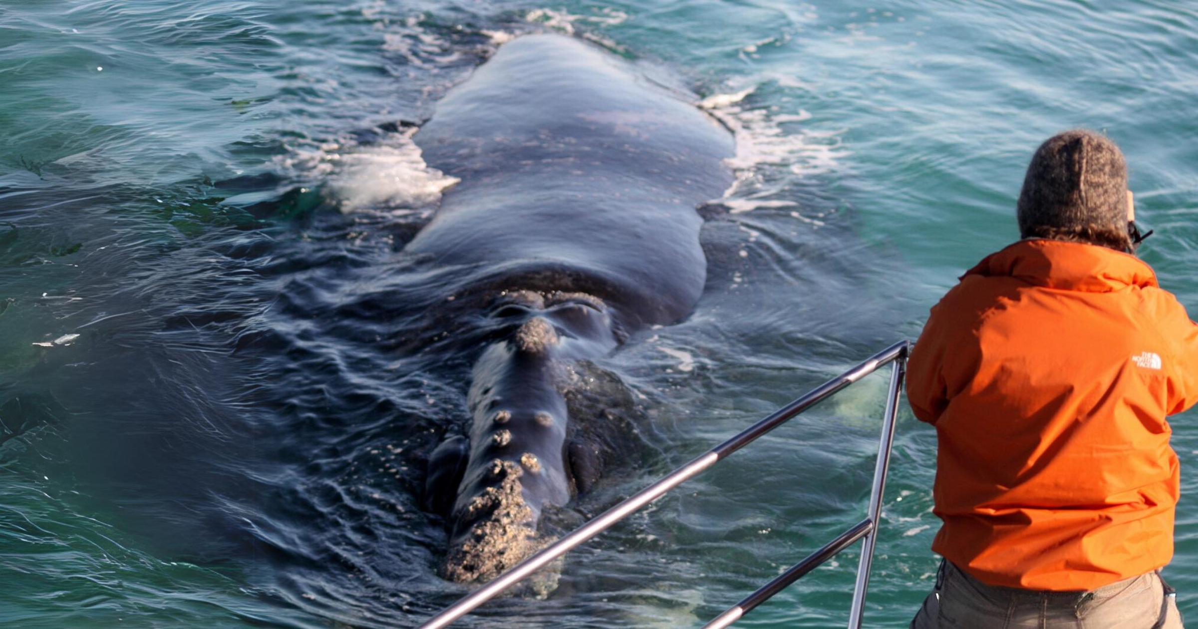 Shark Ocean Coast Eco-Adventures