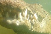 Crocodile Diving at Afrikanos – Gansbaai