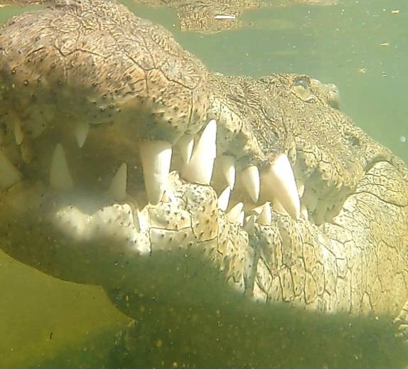 Crocodile Diving at Afrikanos – Gansbaai