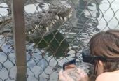 Crocodile Diving at Afrikanos – Gansbaai