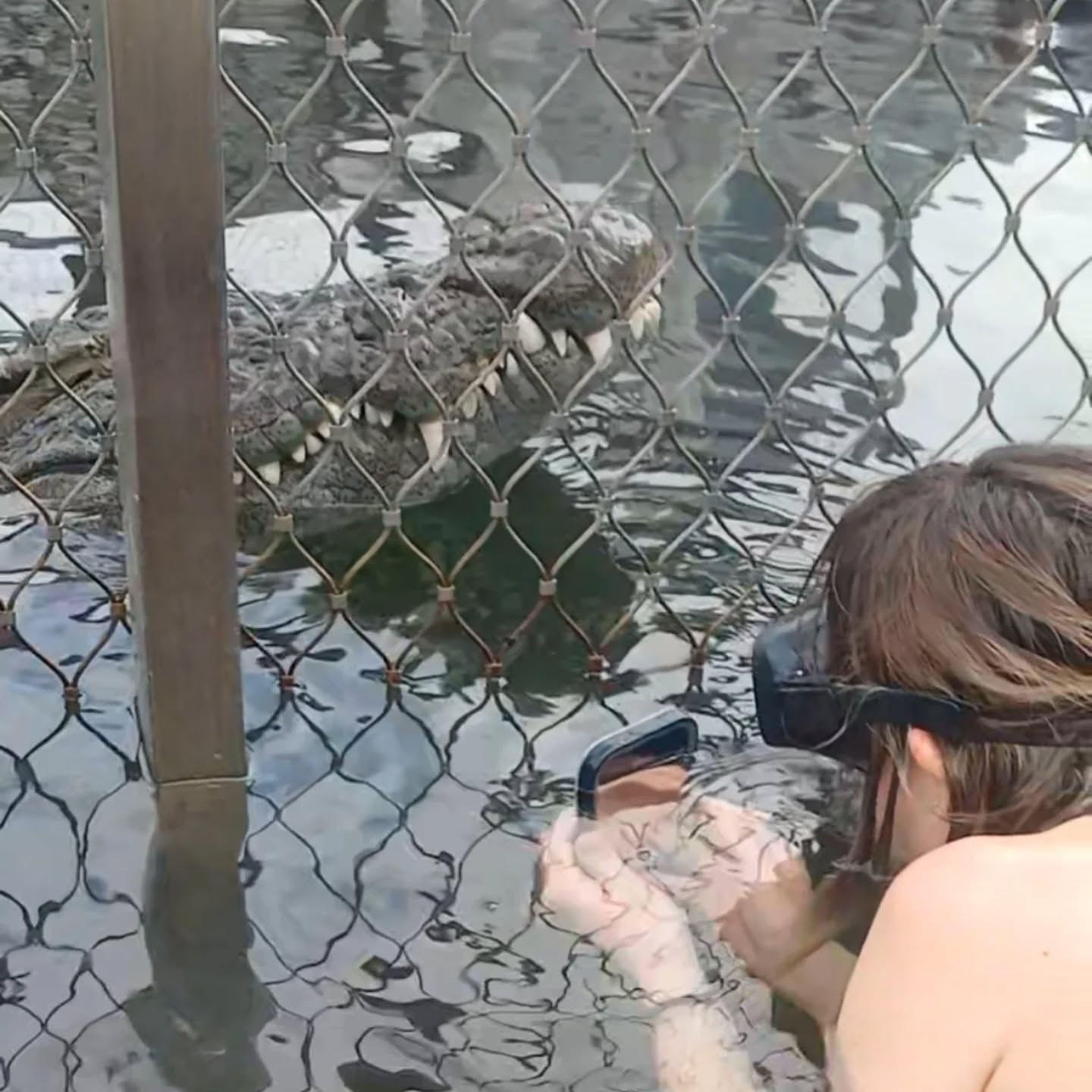 Crocodile Diving at Afrikanos – Gansbaai