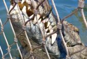 Crocodile Diving at Afrikanos – Gansbaai
