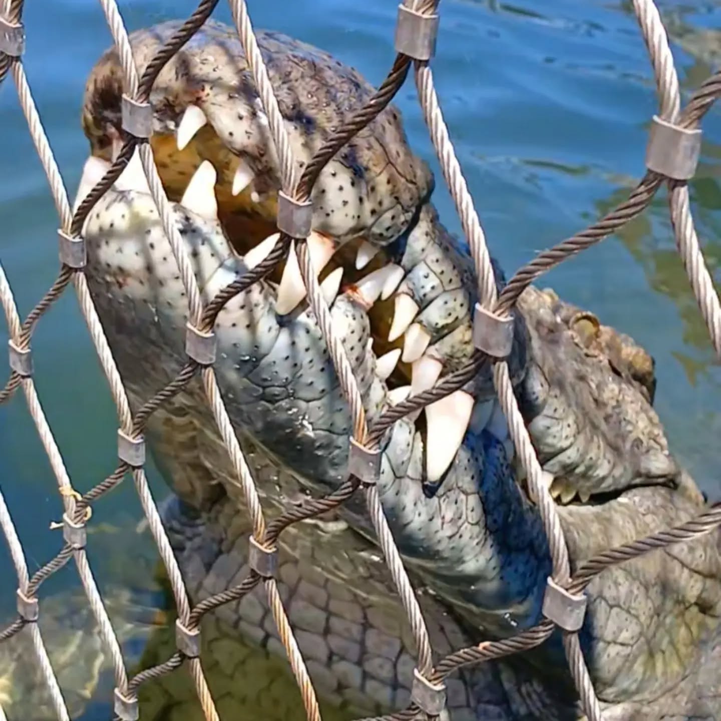 Crocodile Diving at Afrikanos – Gansbaai