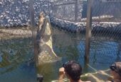Crocodile Diving at Afrikanos – Gansbaai