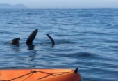 Sea Kayaking with Walkerbay Adventures