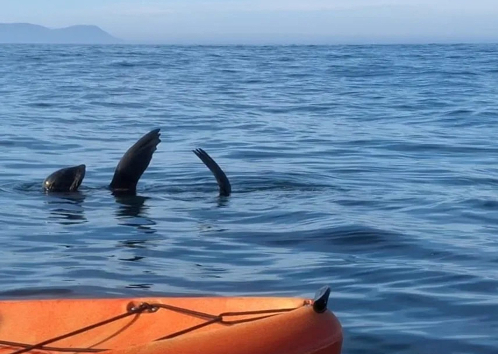 Sea Kayaking with Walkerbay Adventures