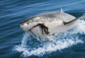 White Shark Diving Company