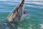 White Shark Diving Company
