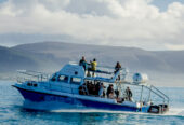 White Shark Diving Company